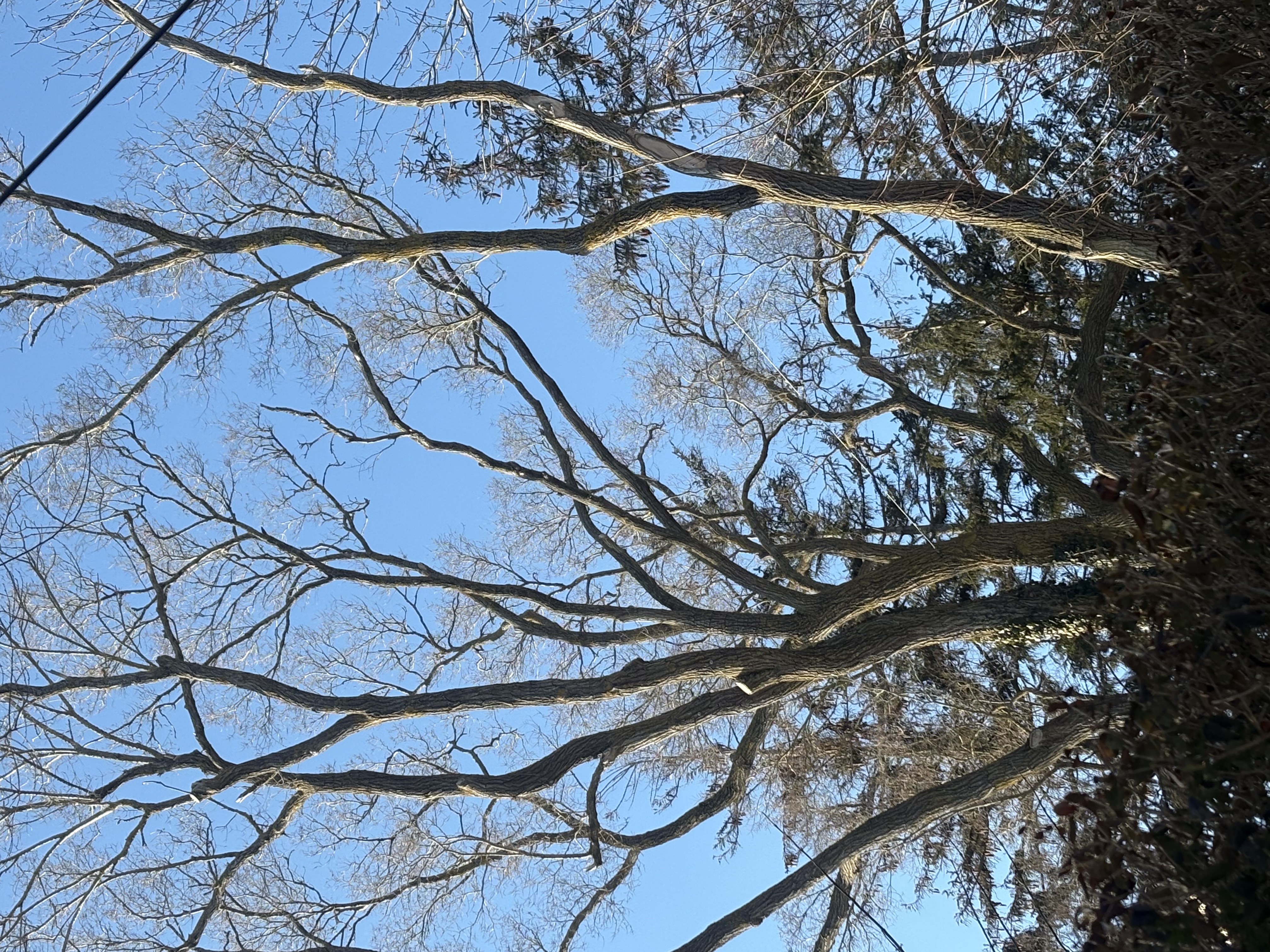 Mature tree with structural support